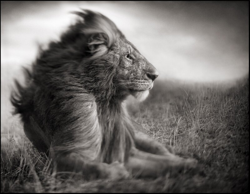 Lion in Profile — Black, Dramatic, Photograph, Grass