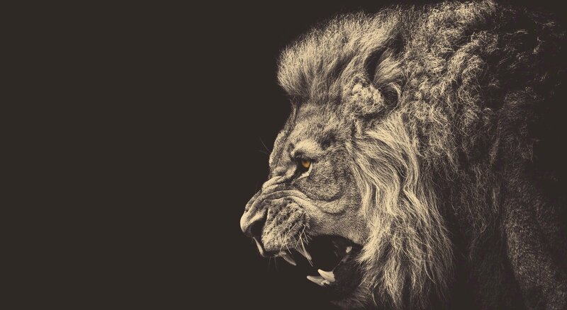 Lion in Profile — Black, Dramatic, Photograph, Mane