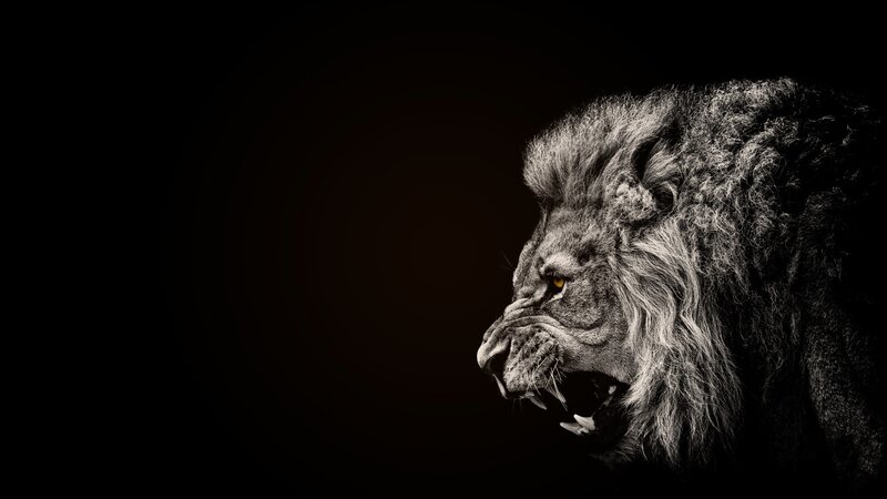 Lion in Profile — Black, Dramatic, Photograph, Mouth