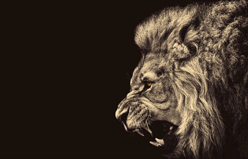 Lion in Profile — Black, Dramatic, Photograph, Muzzle