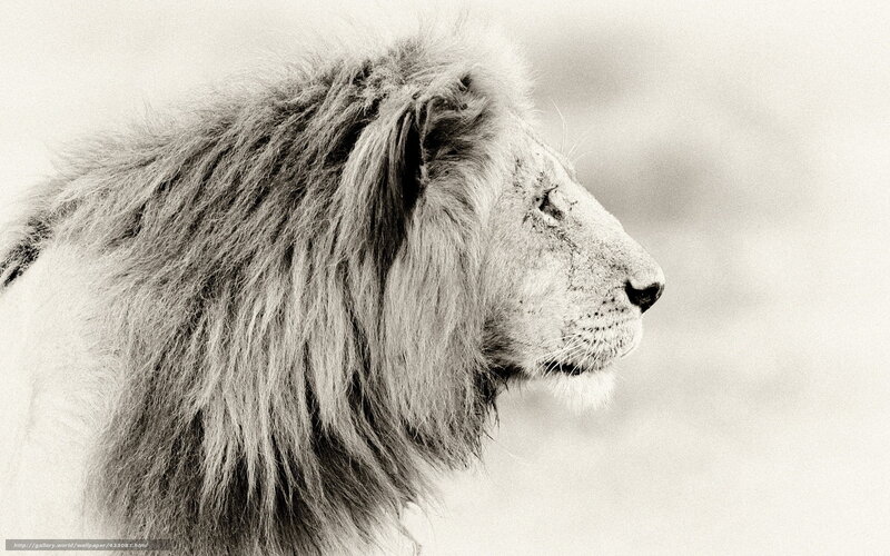 Lion in Profile — Black, Serene, Photograph
