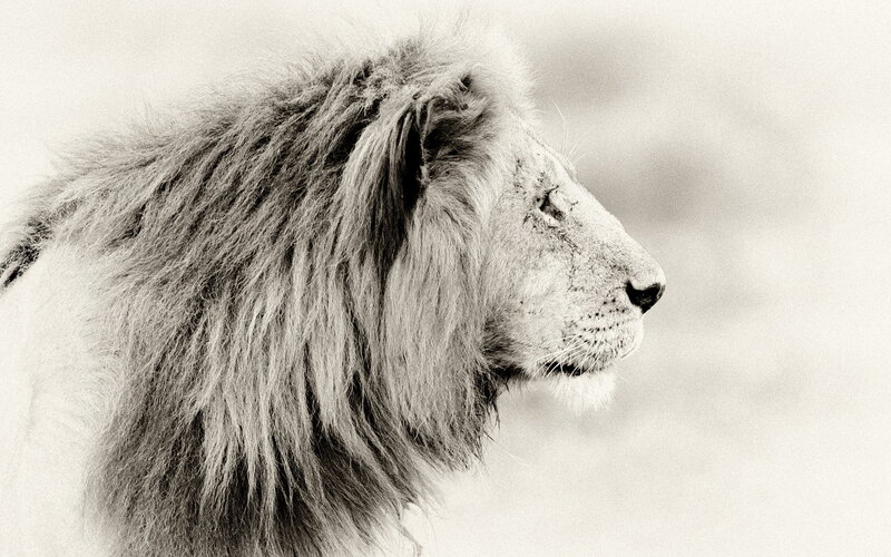 Lion in Profile — Black, Serene