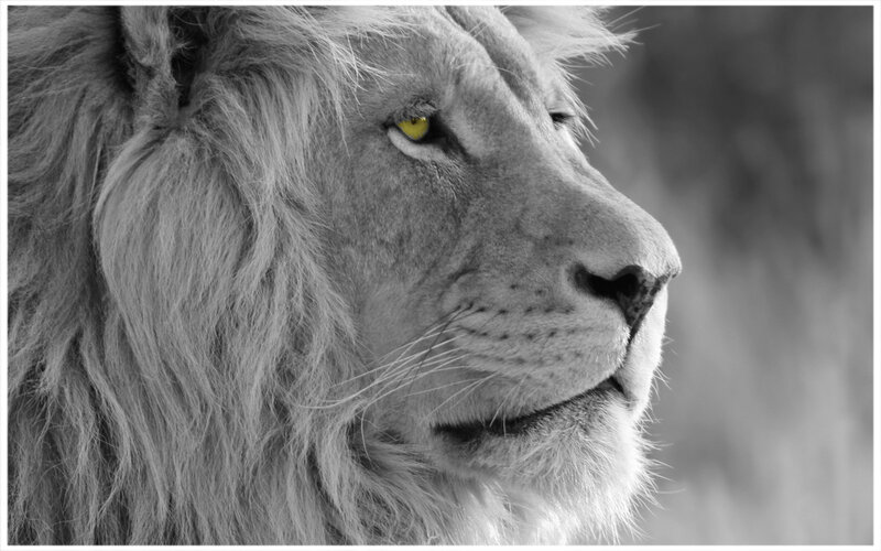 Lion in Profile — Black, Serious