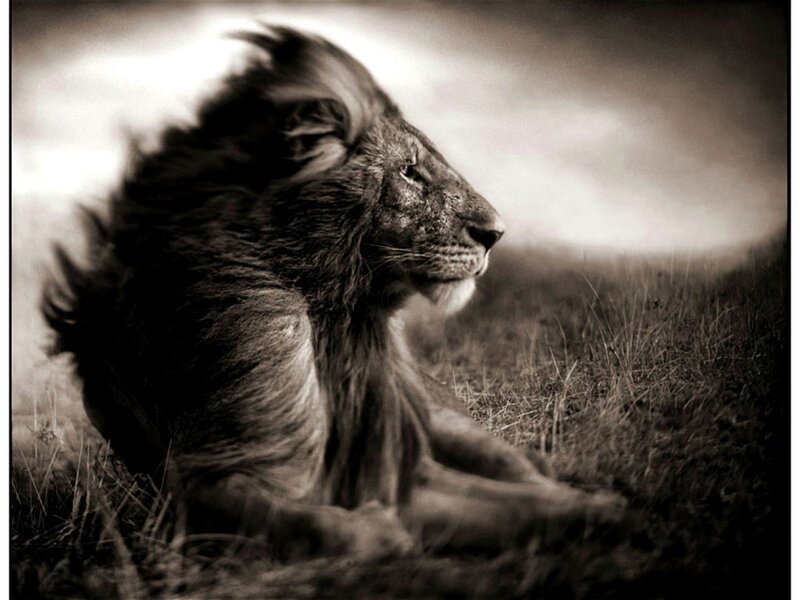 Lion in Profile — Black