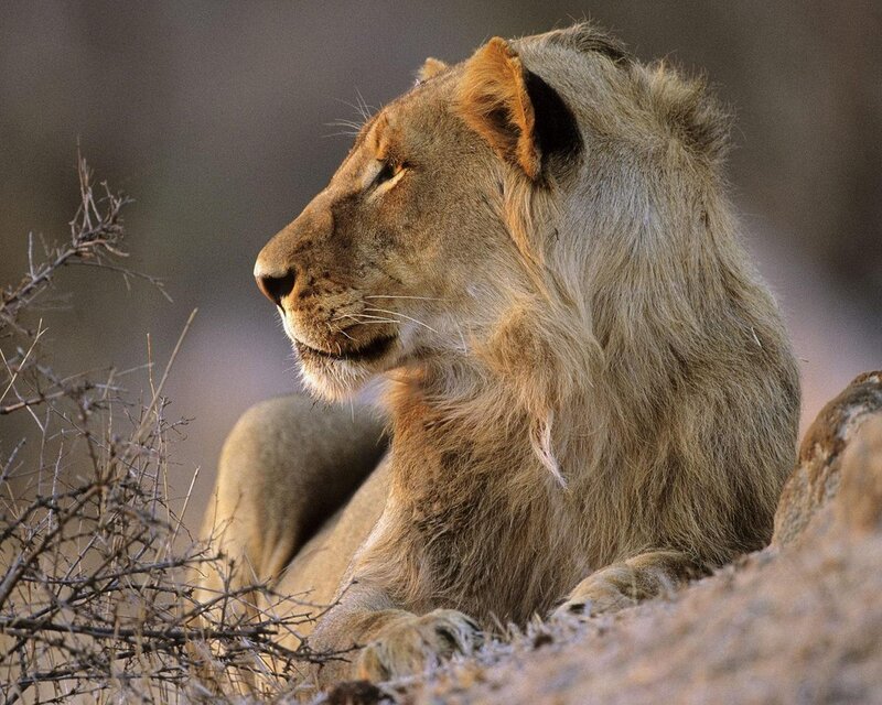 Lion in Profile — Brown, Calm, Afternoon, Photograph, Bushes, Rocks, Tan