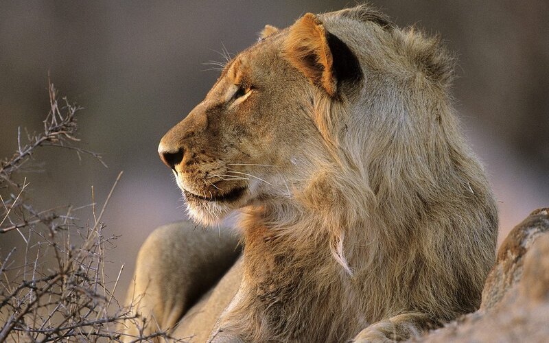 Lion in Profile — Brown, Calm, Afternoon, Photograph, Bushes, Rocks