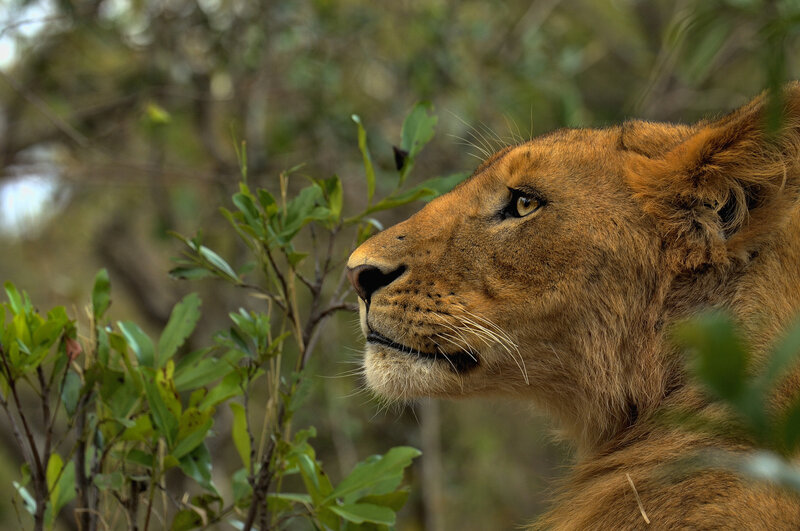 Lion in Profile — Brown, Calm, Afternoon, Photograph, Bushes
