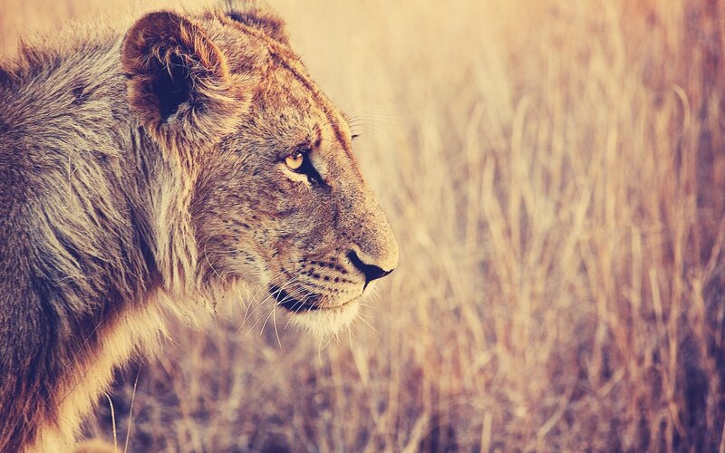 Lion in Profile — Brown, Calm, Afternoon, Photograph, Grass, Field