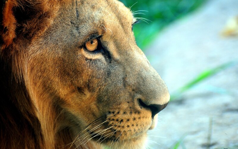 Lion in Profile — Brown, Calm, Photograph, Eye