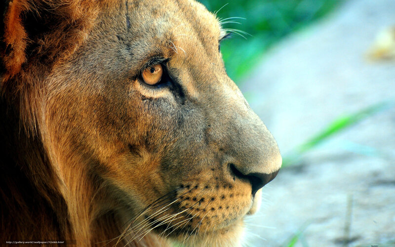 Lion in Profile — Brown, Calm, Photograph, Grass