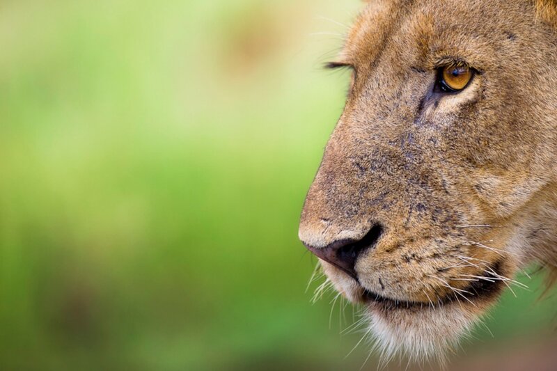 Lion in Profile — Brown, Calm, Photograph, Green Background