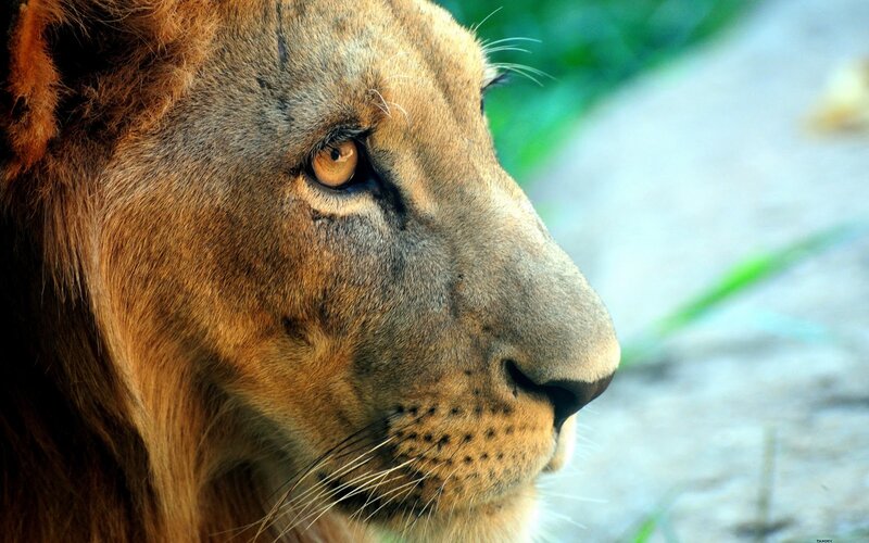 Lion in Profile — Brown, Calm, Photograph