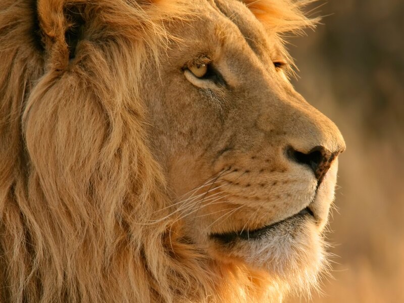 Lion in Profile — Brown, Calm, Sunset
