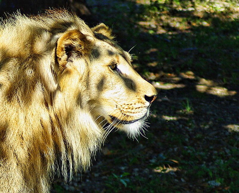 Lion in Profile — Brown, Calm