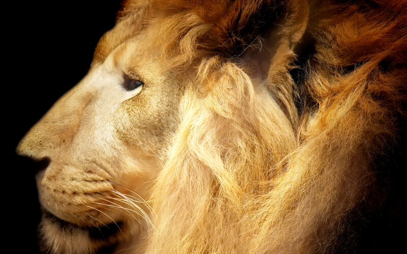 Lion in Profile — Brown, Dramatic, Photograph, Black Background, Gold, Black