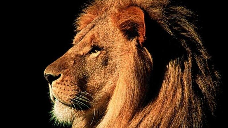Lion in Profile — Brown, Dramatic, Photograph, Mane, Black Background