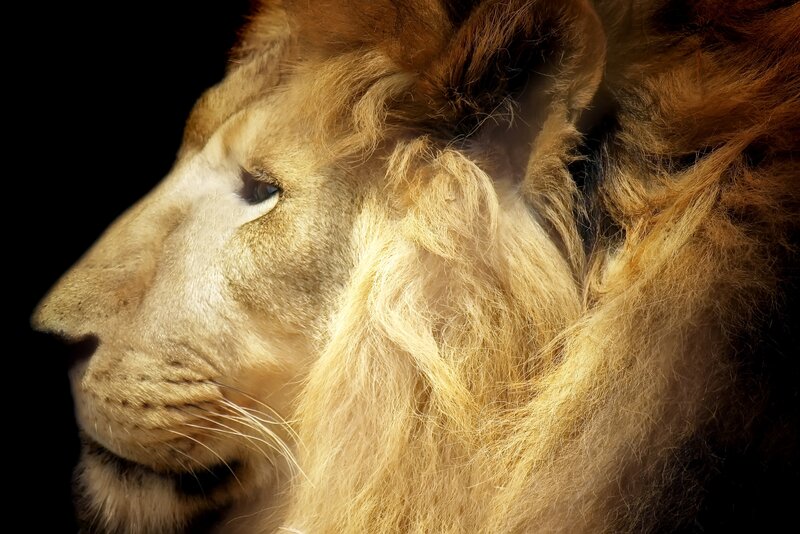 Lion in Profile — Brown, Dramatic, Photograph, Mane