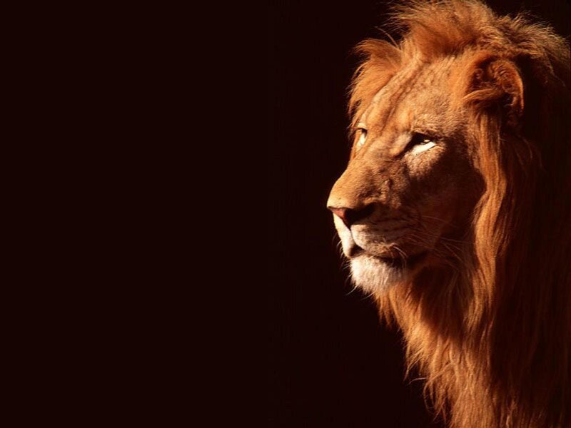 Lion in Profile — Brown, Dramatic, Photograph