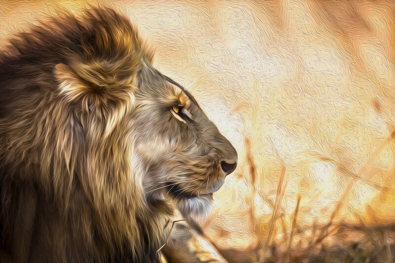 Lion in Profile — Brown, Dramatic, Sunset, Digital Art