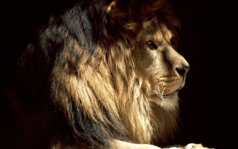 Lion in Profile — Brown