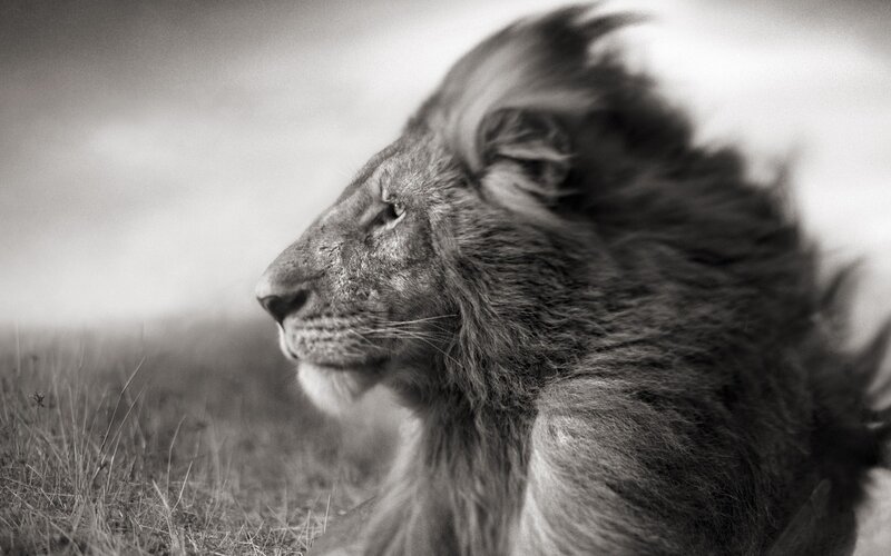 Lion in Profile — Gray