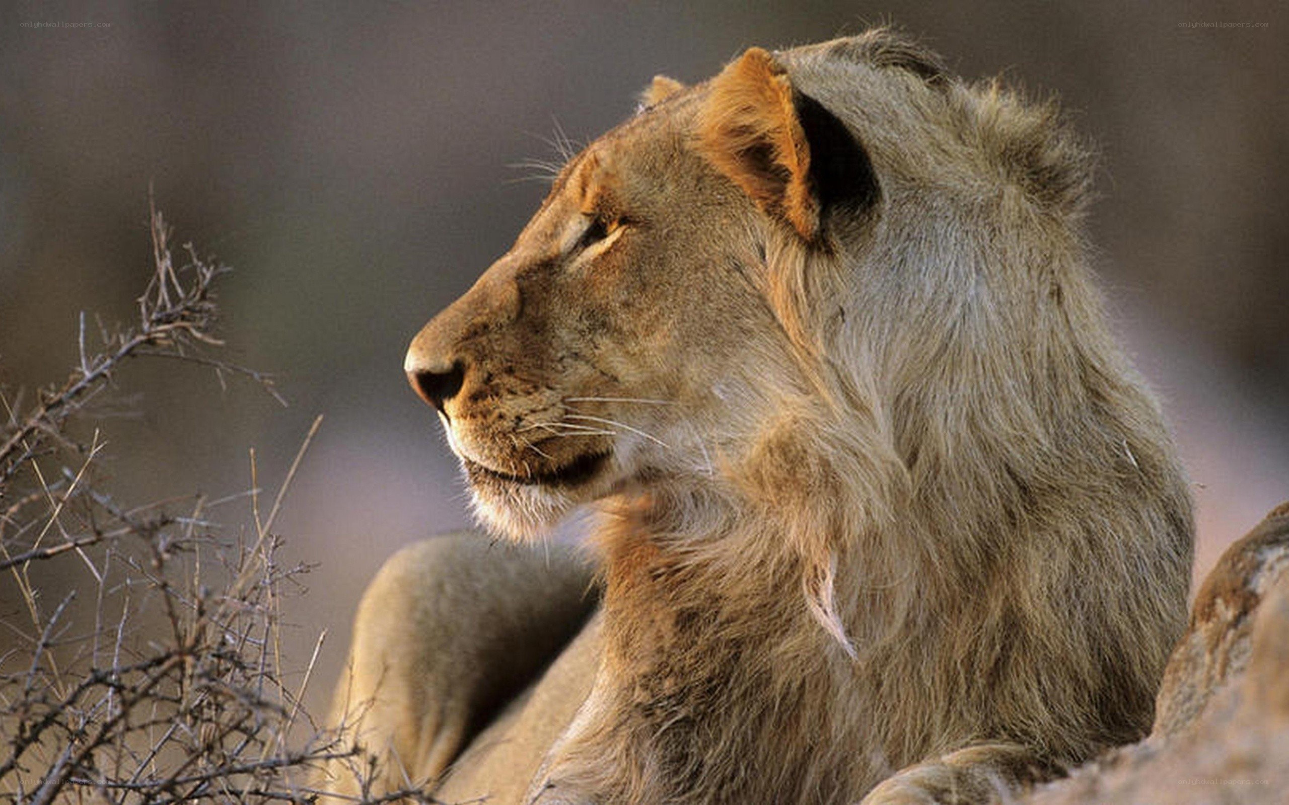 Lion in profile on a rock