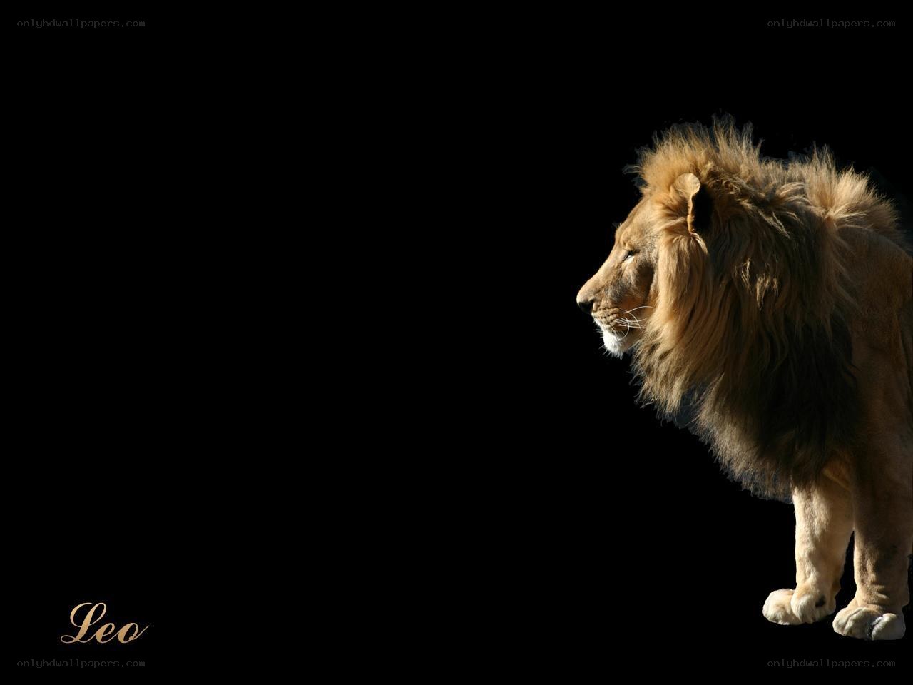 Lion in profile on black