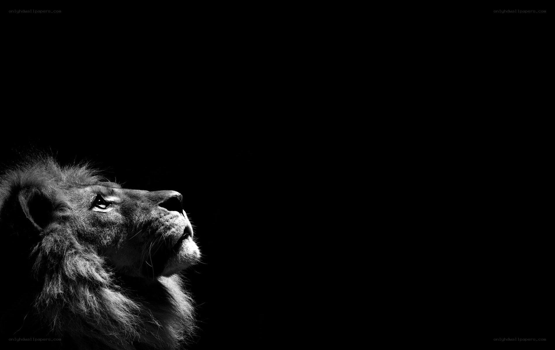 lion in profile on black