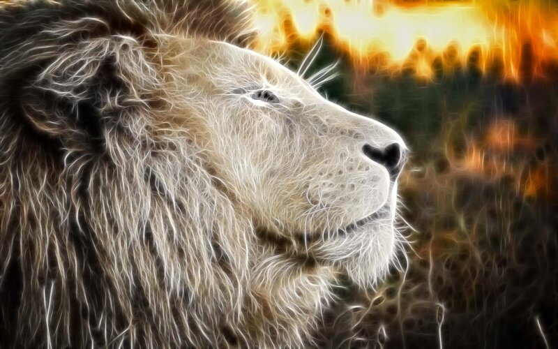 Lion in Profile — White