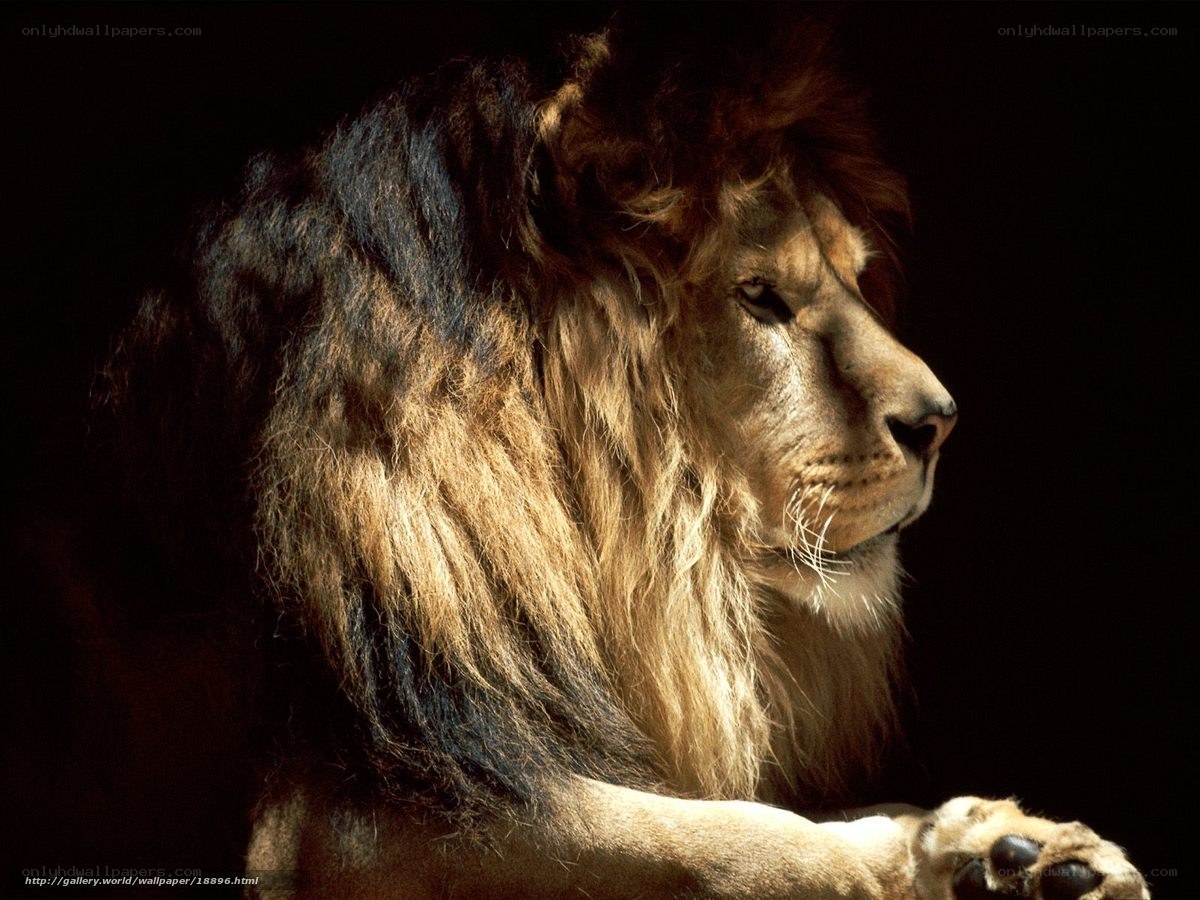 Lion in profile