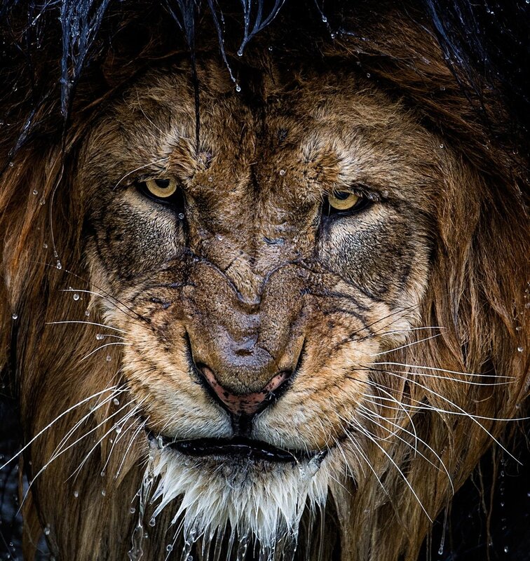 Lion in Rain