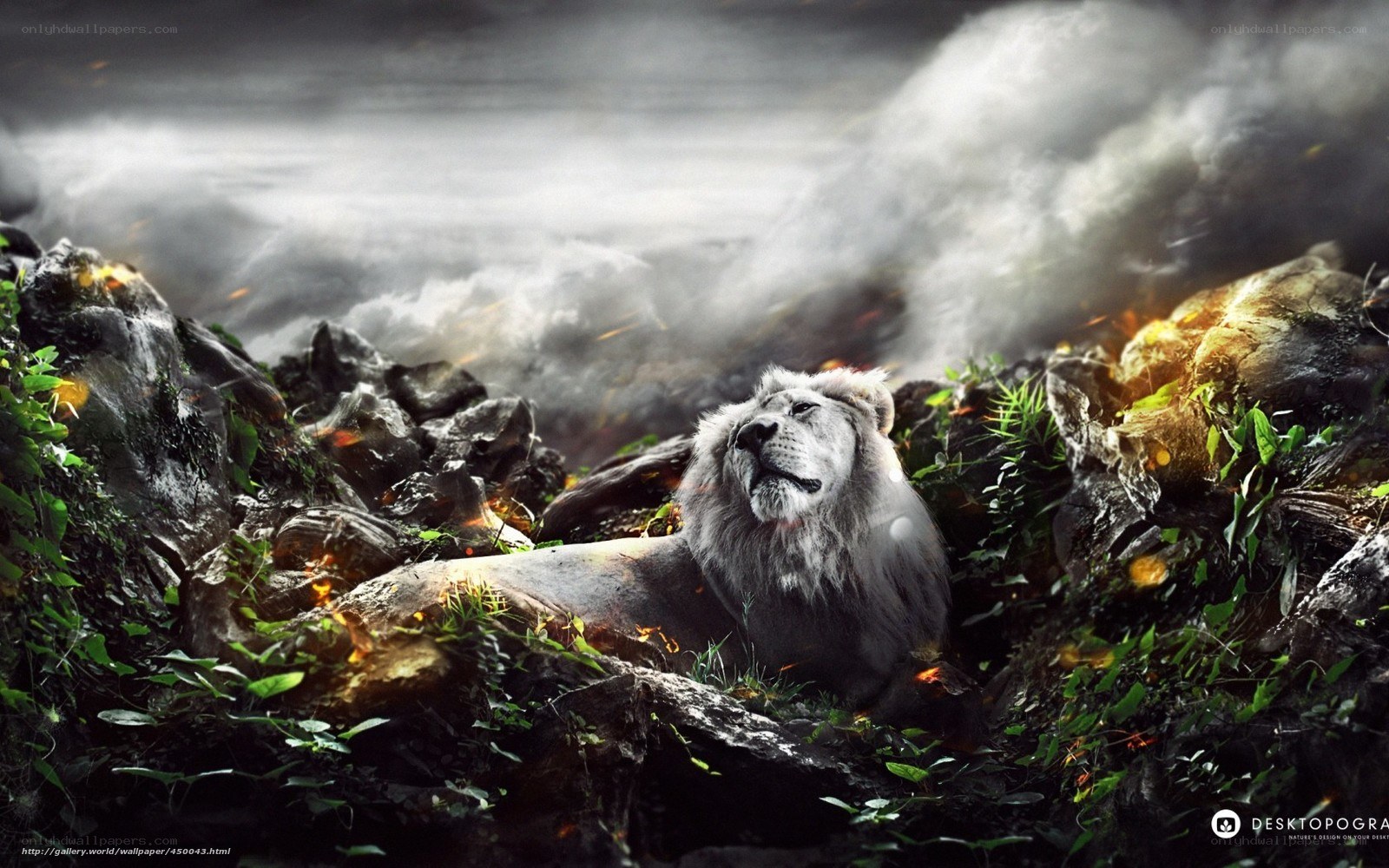 lion in rocky landscape