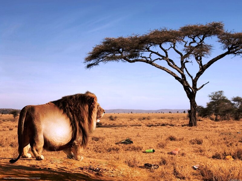 Lion in Savanna — Brown, Serene, Afternoon
