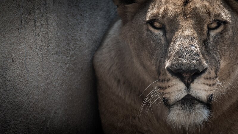 Lion in shadow