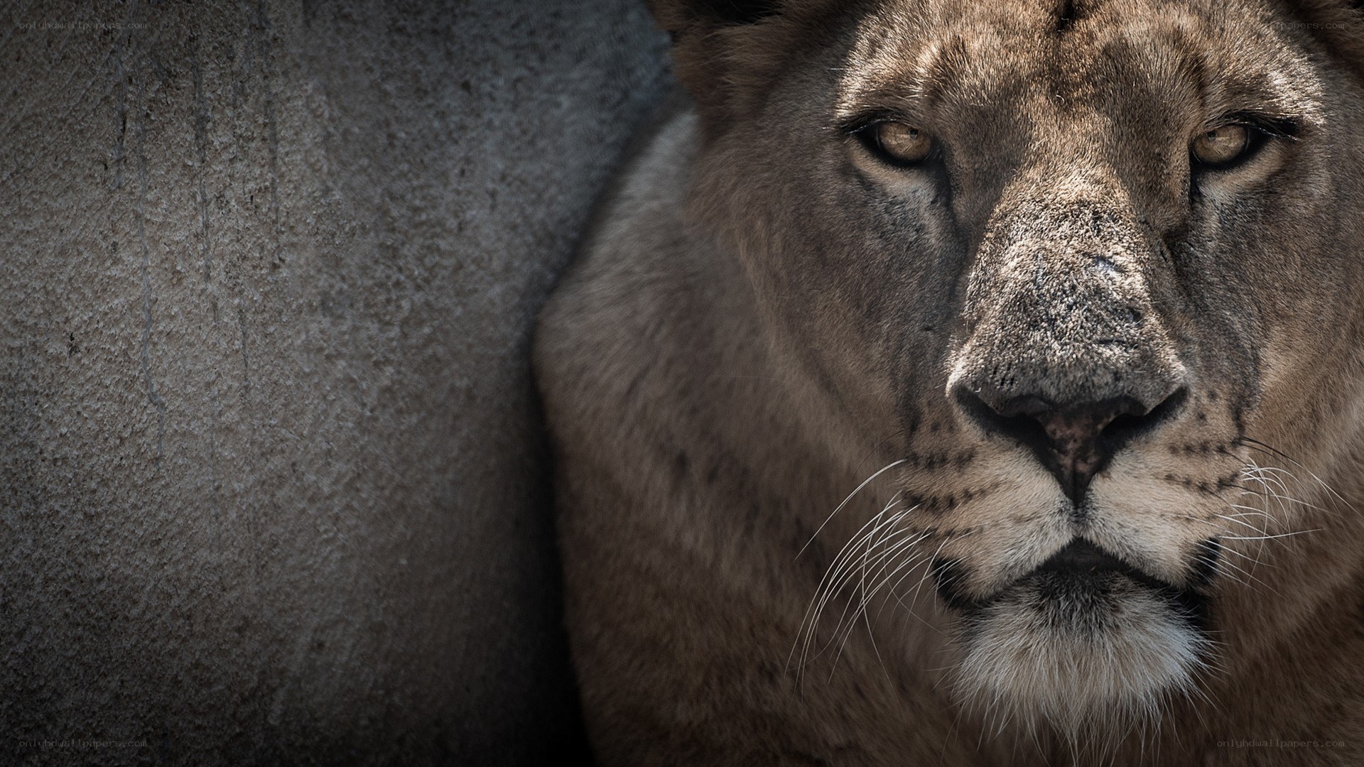 Lion in shadow