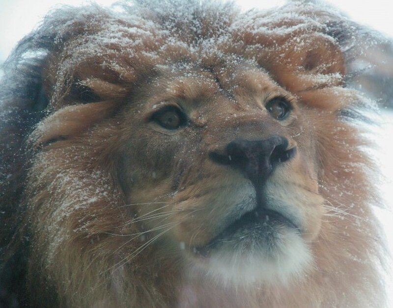 Lion in Snow — Brown, Cold