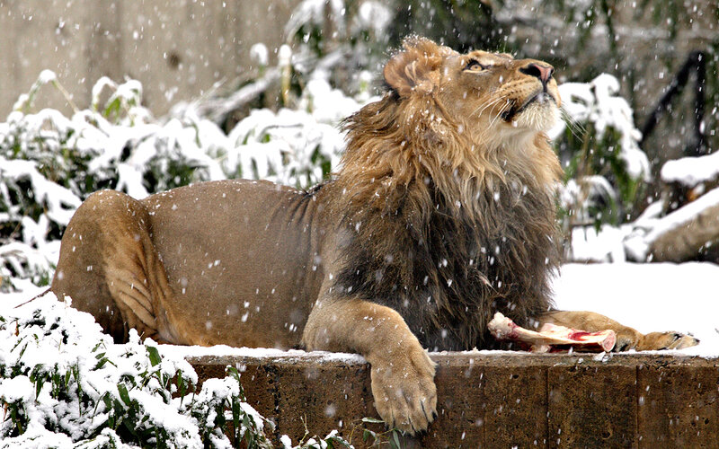 Lion in Snow — Brown, Dramatic