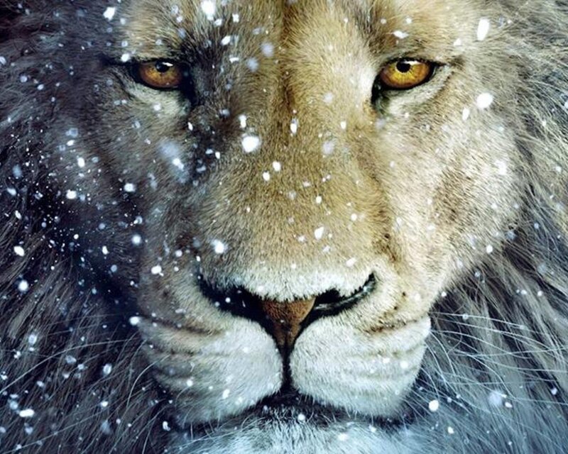 Lion in Snow — Brown, Intense