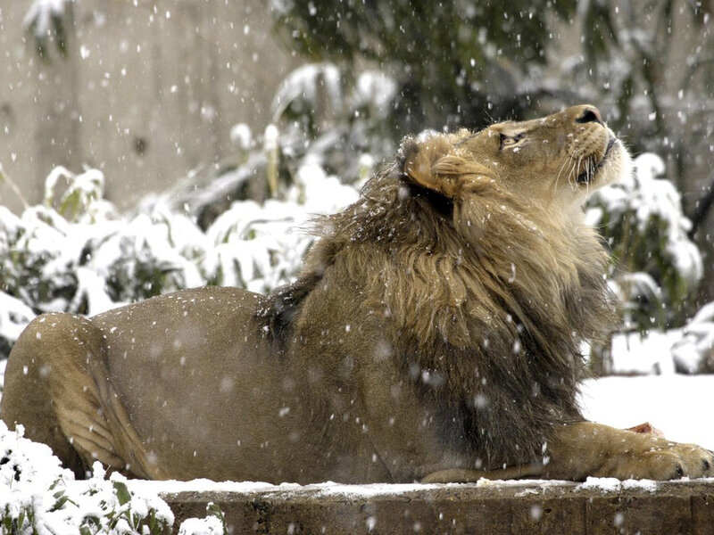 Lion in Snow — Brown