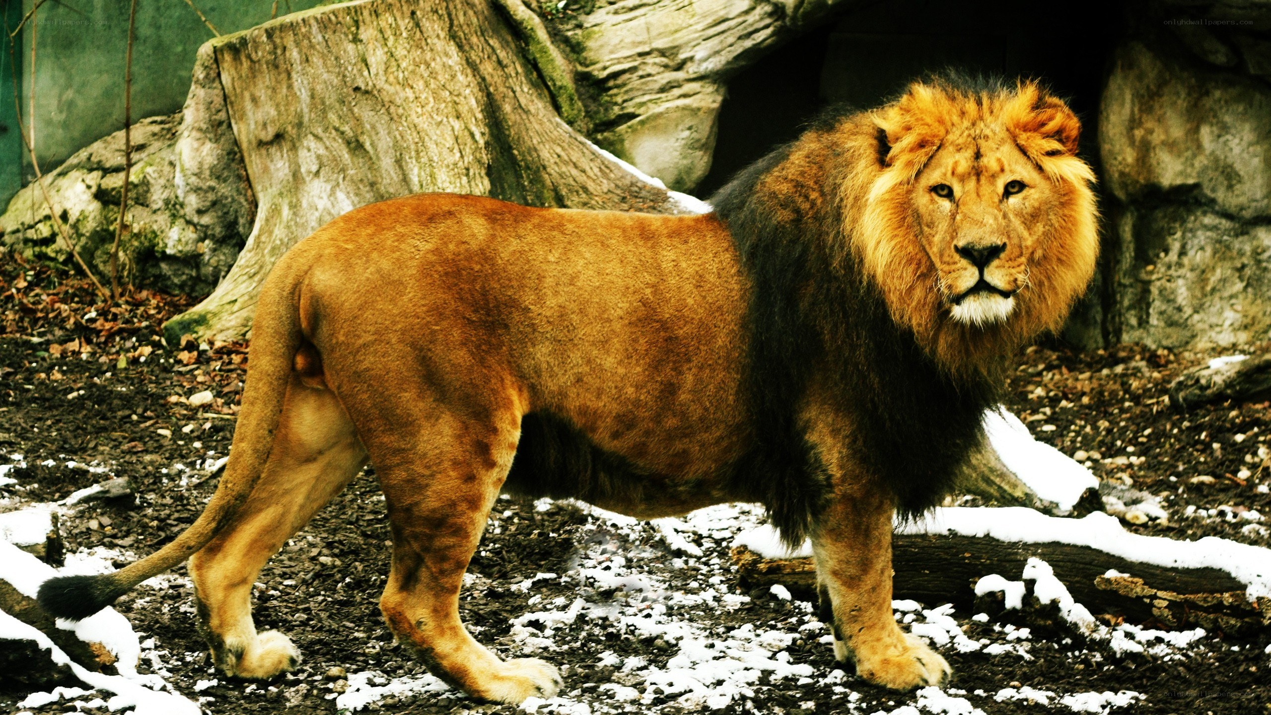 Lion in snowy enclosure