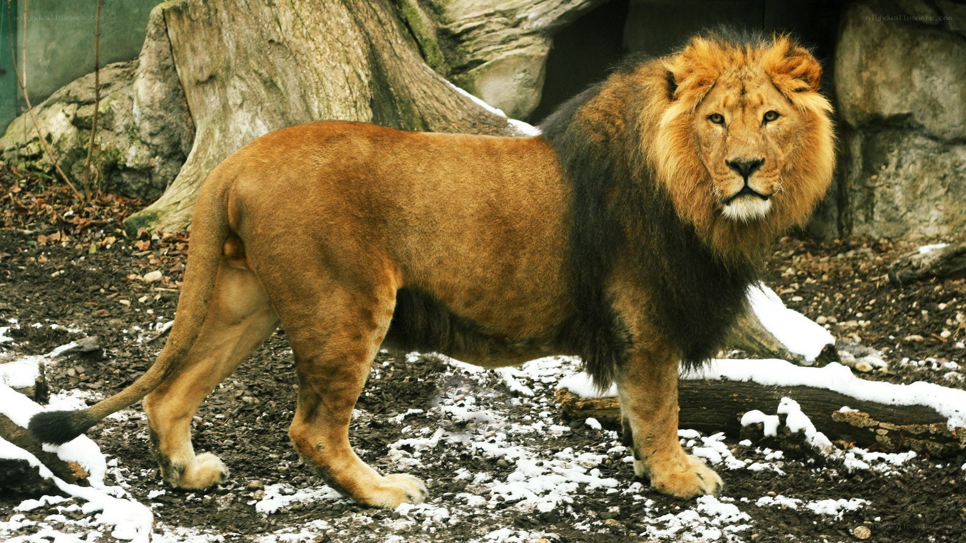Lion in snowy enclosure