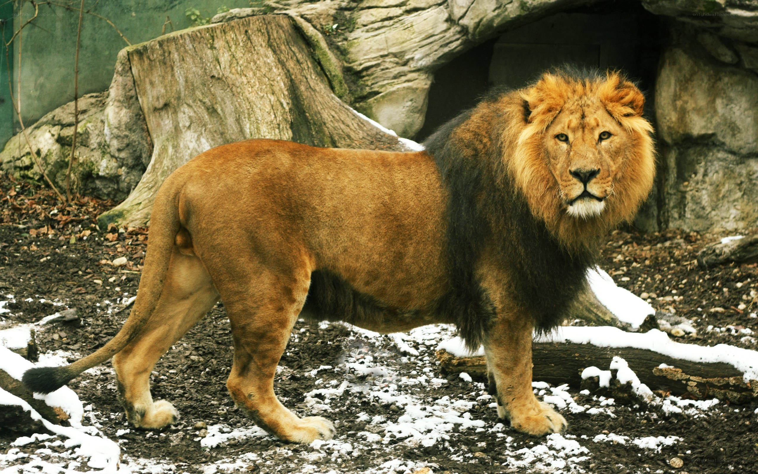 Lion in snowy enclosure