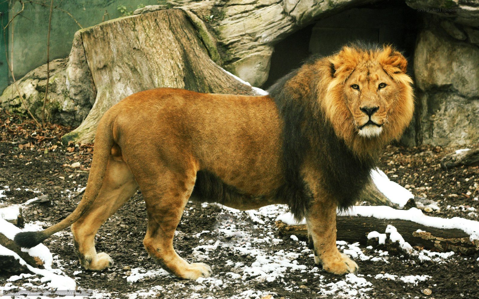 Lion in snowy enclosure