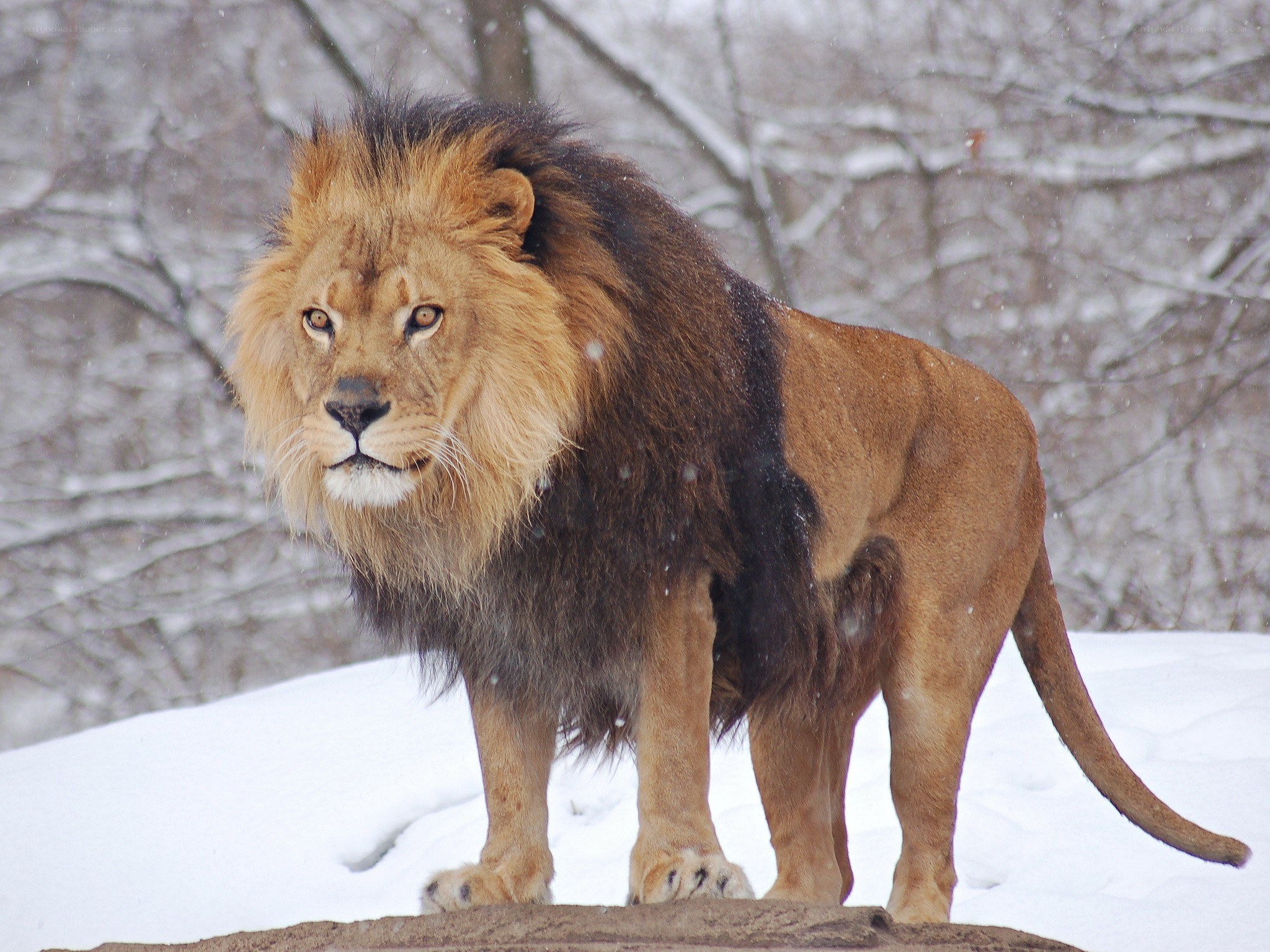 Lion in snowy landscape