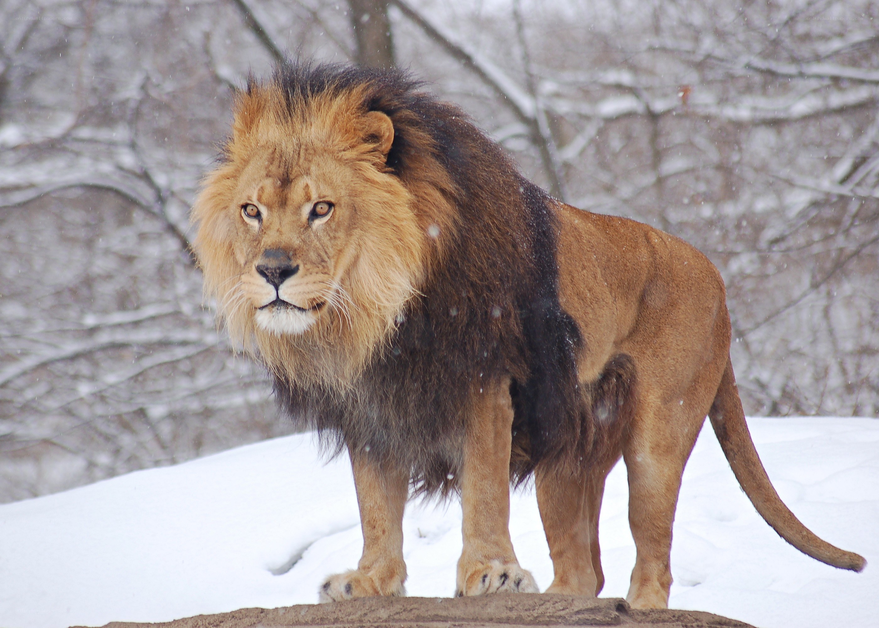 Lion in snowy landscape