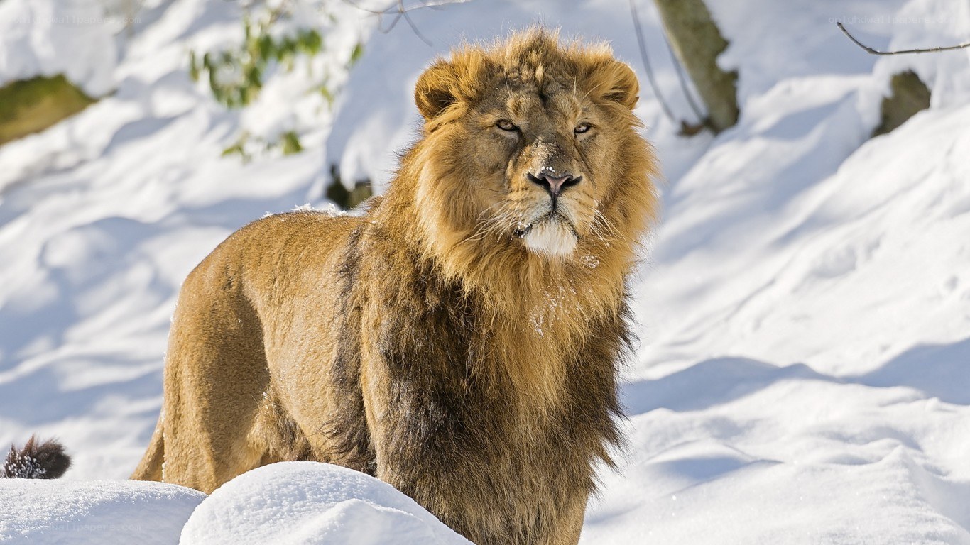 Lion in snowy landscape