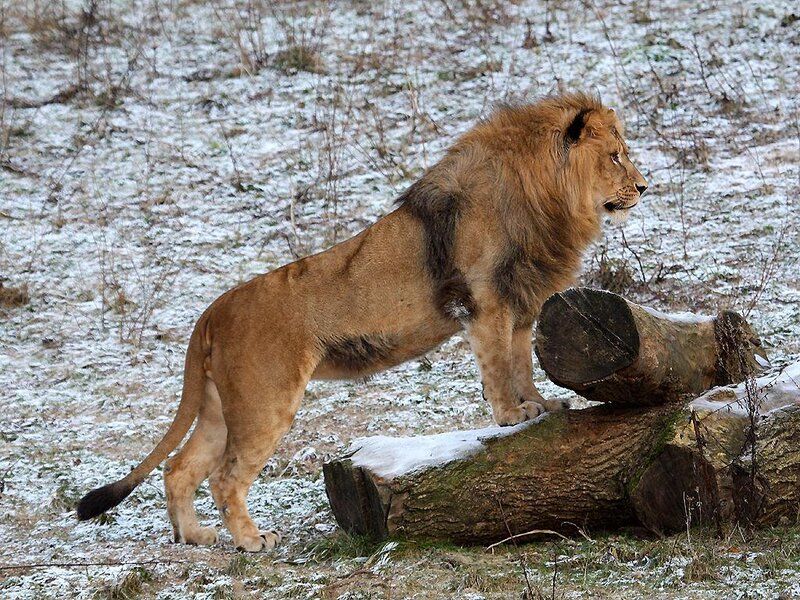 Lion in snowy landscape