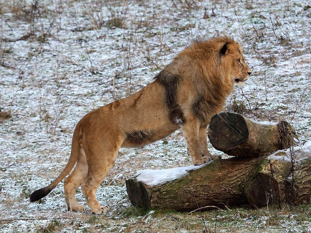 Lion in snowy landscape