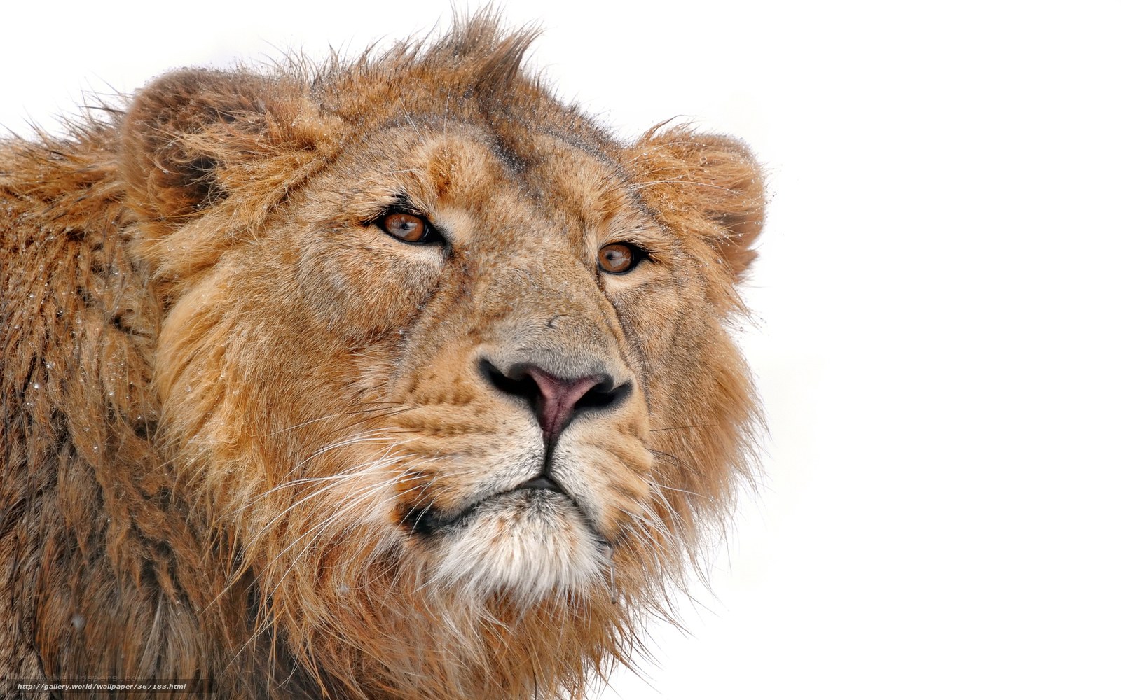lion in snowy landscape