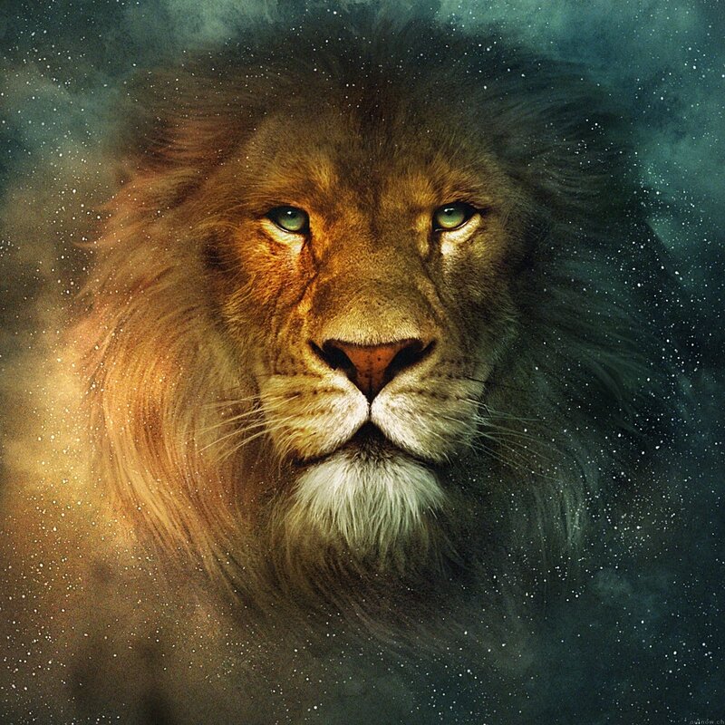 Lion in starry night